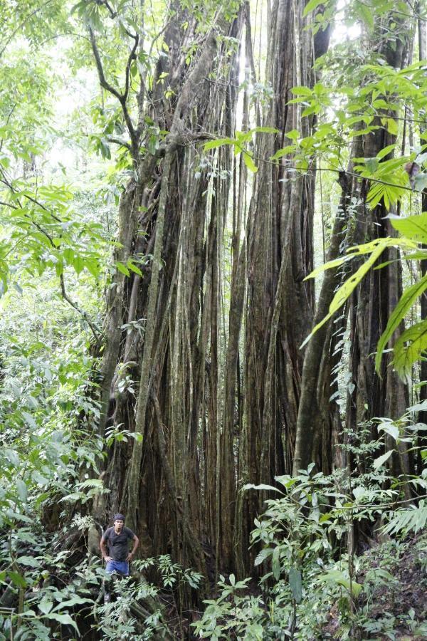 Finca Sueno De Osa Puerto Jiménez 外观 照片