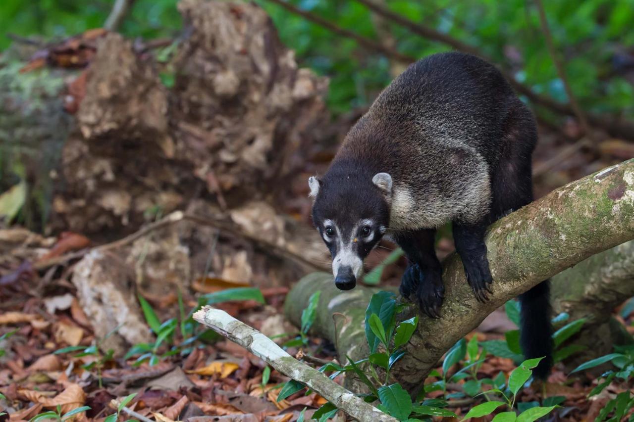 Finca Sueno De Osa Puerto Jiménez 外观 照片