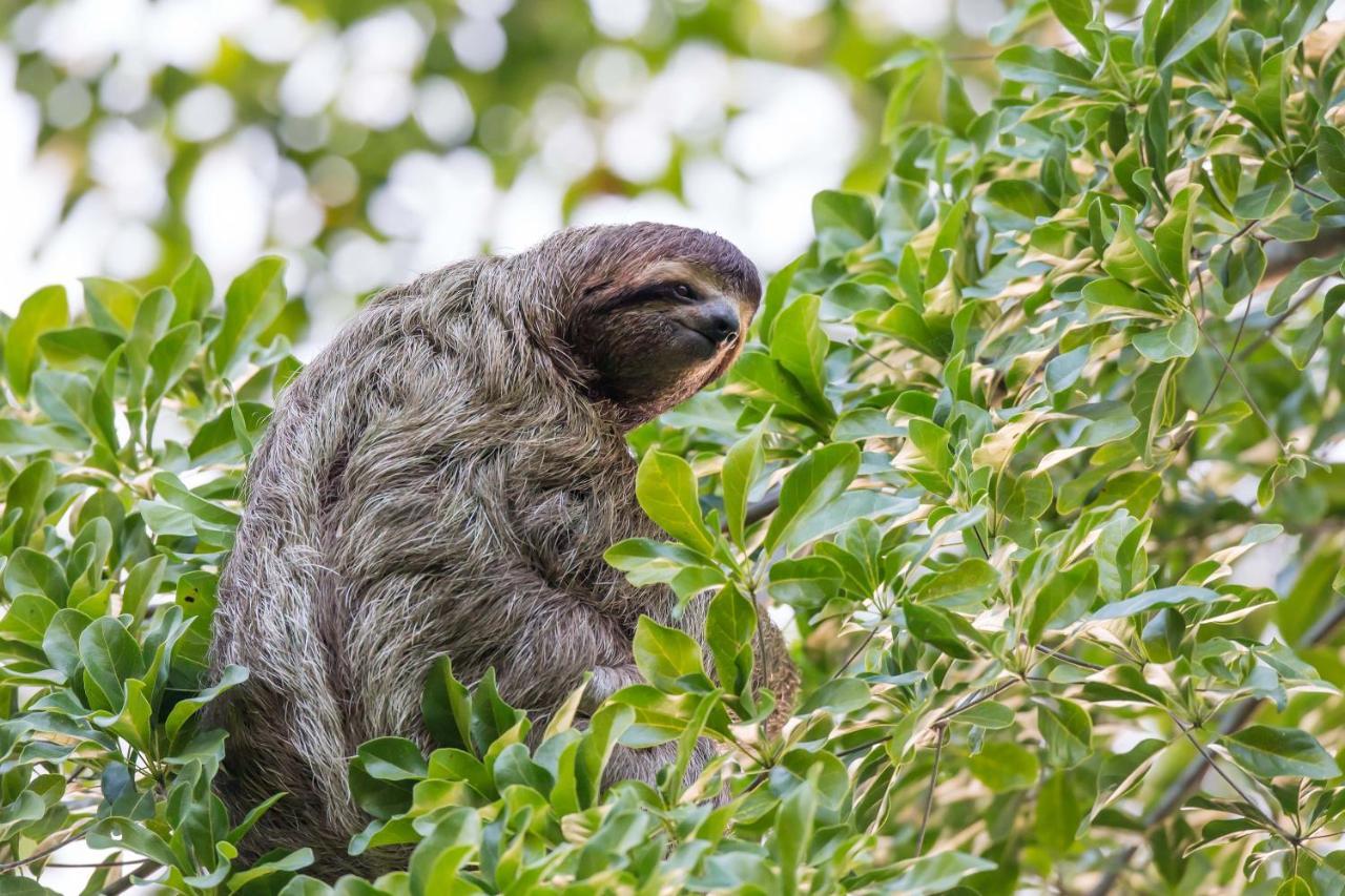 Finca Sueno De Osa Puerto Jiménez 外观 照片