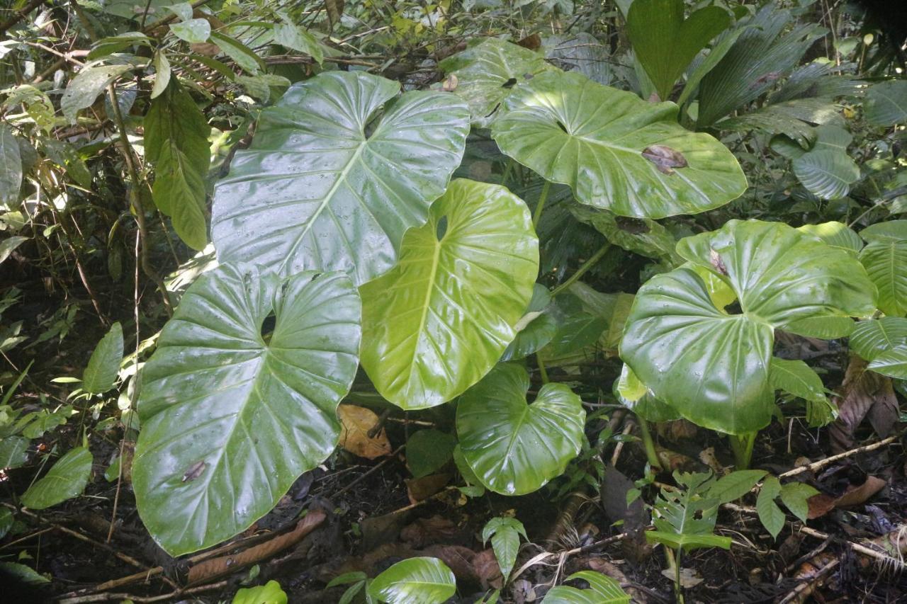 Finca Sueno De Osa Puerto Jiménez 外观 照片